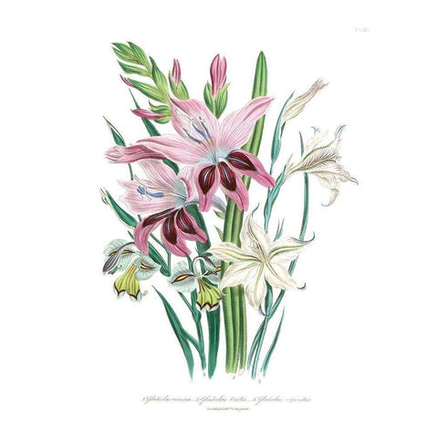 Lily Garden II Gold Ornate Wood Framed Art Print with Double Matting by Loudon, Jane