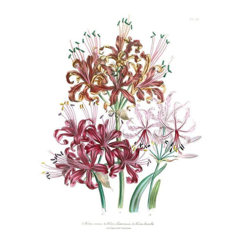Lily Garden III Gold Ornate Wood Framed Art Print with Double Matting by Loudon, Jane