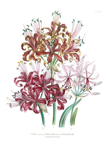 Lily Garden III Black Ornate Wood Framed Art Print with Double Matting by Loudon, Jane