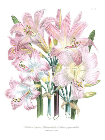 Lily Garden IV White Modern Wood Framed Art Print with Double Matting by Loudon, Jane