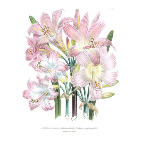Lily Garden IV Black Modern Wood Framed Art Print with Double Matting by Loudon, Jane