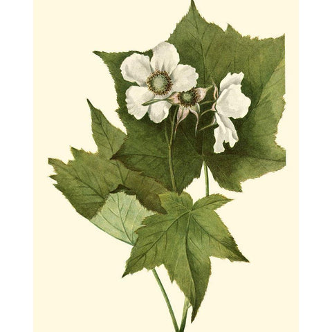 Delicate Foliage I White Modern Wood Framed Art Print by Unknown