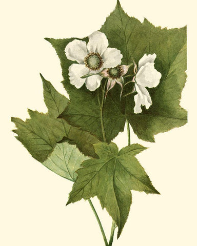 Delicate Foliage I White Modern Wood Framed Art Print with Double Matting by Unknown