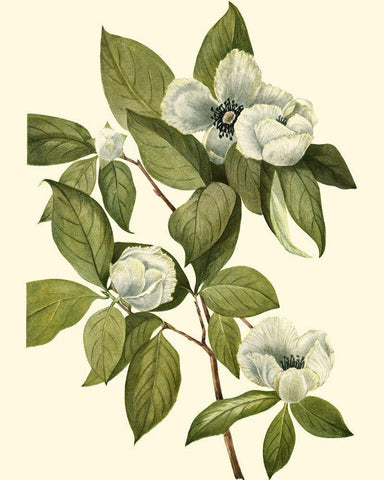 Delicate Foliage II Black Ornate Wood Framed Art Print with Double Matting by Unknown