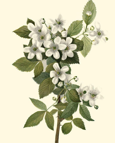 Delicate Foliage III Black Ornate Wood Framed Art Print with Double Matting by Unknown