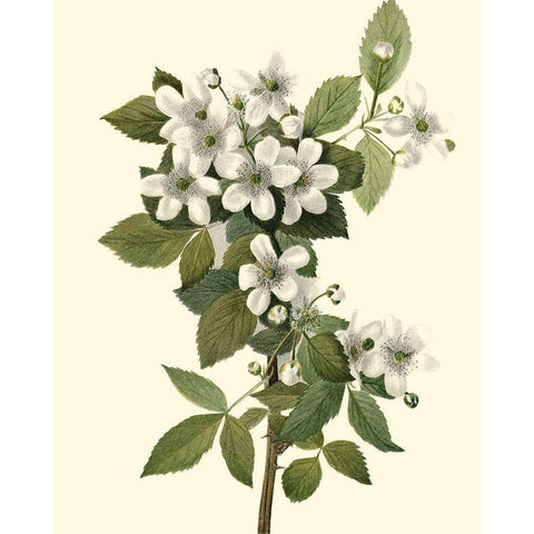 Delicate Foliage III White Modern Wood Framed Art Print by Unknown