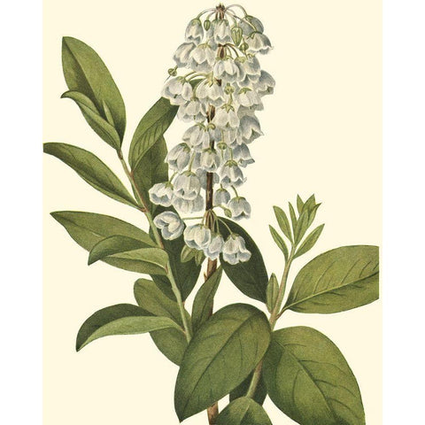 Delicate Foliage IV White Modern Wood Framed Art Print by Unknown