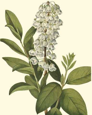 Delicate Foliage IV White Modern Wood Framed Art Print with Double Matting by Unknown