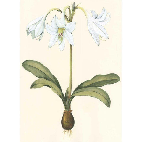 Belladonna Lilies I Gold Ornate Wood Framed Art Print with Double Matting by Vision Studio