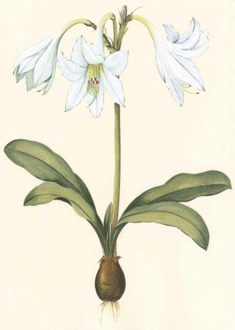 Belladonna Lilies I White Modern Wood Framed Art Print with Double Matting by Vision Studio