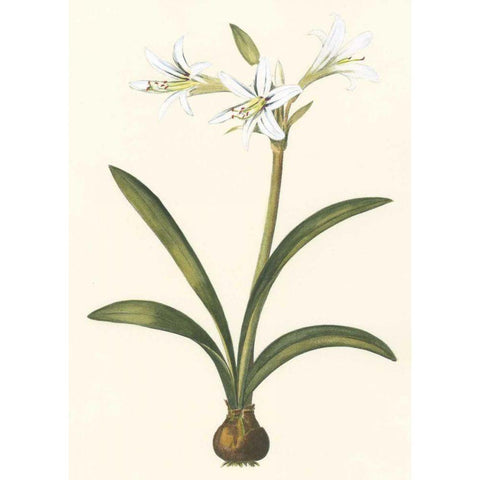 Belladonna Lilies II White Modern Wood Framed Art Print by Vision Studio