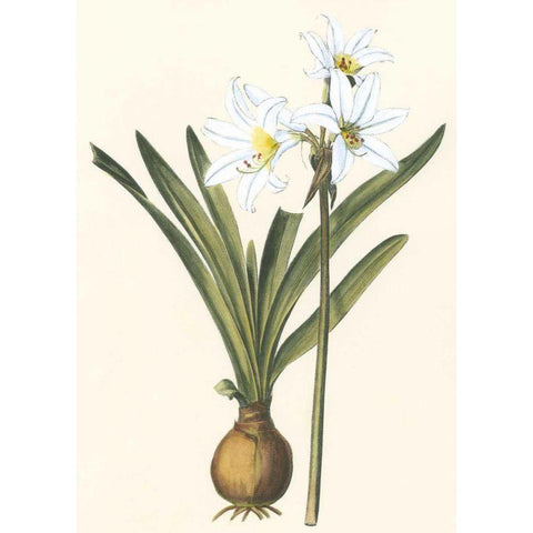 Belladonna Lilies III White Modern Wood Framed Art Print by Vision Studio