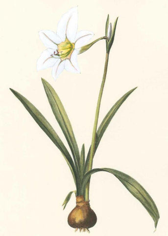 Belladonna Lilies IV White Modern Wood Framed Art Print with Double Matting by Vision Studio