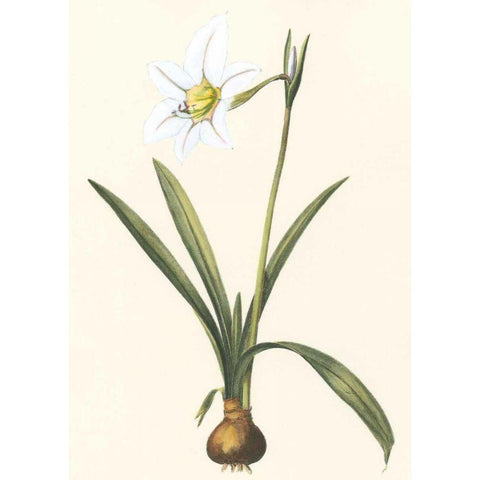 Belladonna Lilies IV Black Modern Wood Framed Art Print with Double Matting by Vision Studio