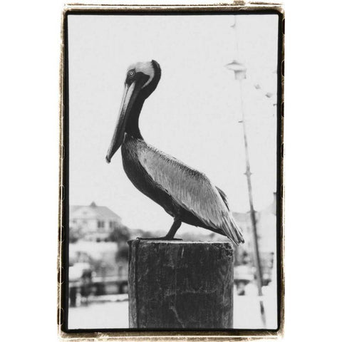 Pelican Perch White Modern Wood Framed Art Print by DeNardo, Laura