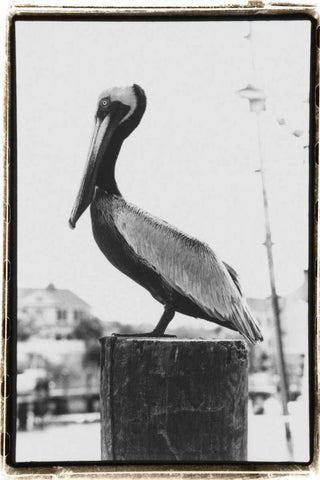 Pelican Perch Black Ornate Wood Framed Art Print with Double Matting by DeNardo, Laura