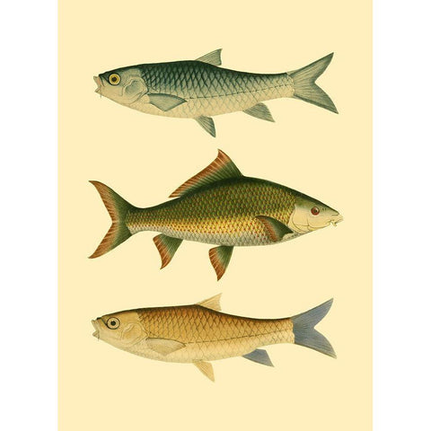 Antique Fish I White Modern Wood Framed Art Print by Briggs, Ernest