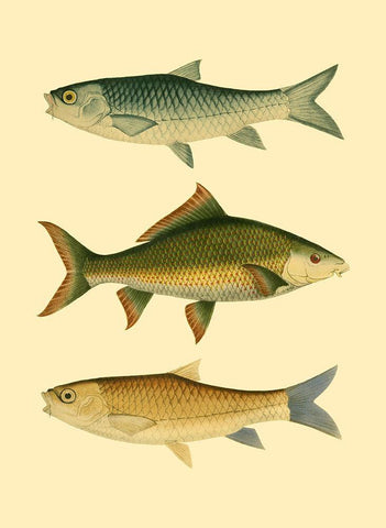 Antique Fish I Black Ornate Wood Framed Art Print with Double Matting by Briggs, Ernest
