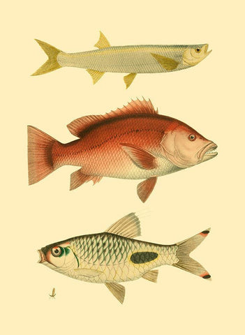 Antique Fish II White Modern Wood Framed Art Print with Double Matting by Briggs, Ernest