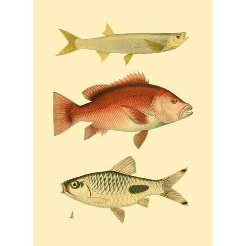Antique Fish II Black Modern Wood Framed Art Print by Briggs, Ernest