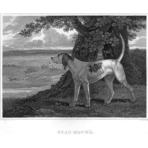 Staghound White Modern Wood Framed Art Print by Scott, John