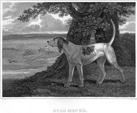 Staghound Black Ornate Wood Framed Art Print with Double Matting by Scott, John