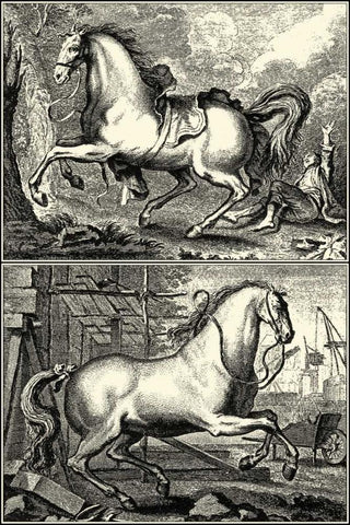 Galloping Horses I White Modern Wood Framed Art Print with Double Matting by unknown