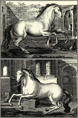 Galloping Horses II Black Ornate Wood Framed Art Print with Double Matting by unknown