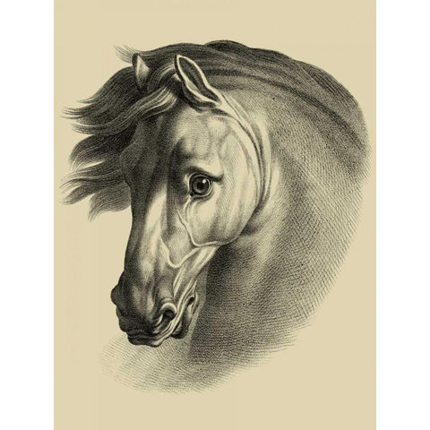 Equestrian Portrait I Black Modern Wood Framed Art Print by Vision Studio