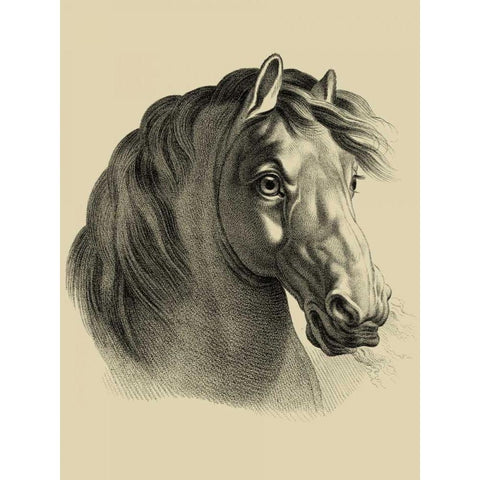 Equestrian Portrait II Black Modern Wood Framed Art Print by Vision Studio