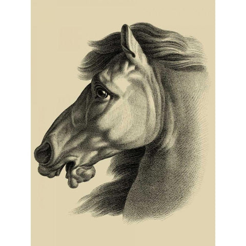 Equestrian Portrait III White Modern Wood Framed Art Print by Vision Studio