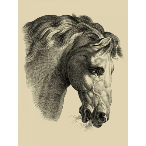 Equestrian Portrait IV Black Modern Wood Framed Art Print by Vision Studio