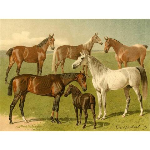 Horse Breeds I Gold Ornate Wood Framed Art Print with Double Matting by Volkers, Emil