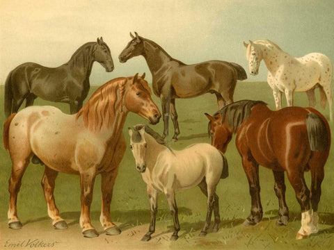 Horse Breeds II White Modern Wood Framed Art Print with Double Matting by Volkers, Emil
