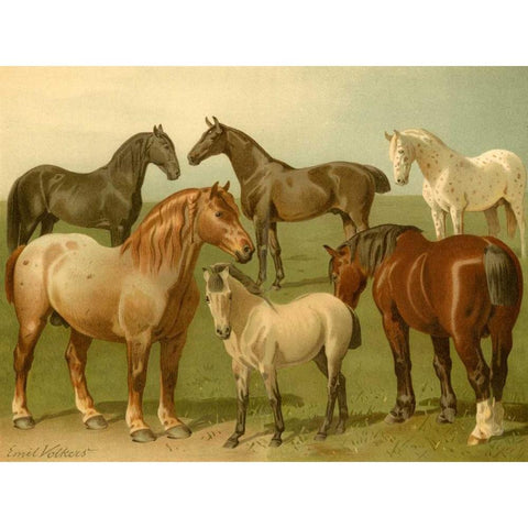 Horse Breeds II Gold Ornate Wood Framed Art Print with Double Matting by Volkers, Emil
