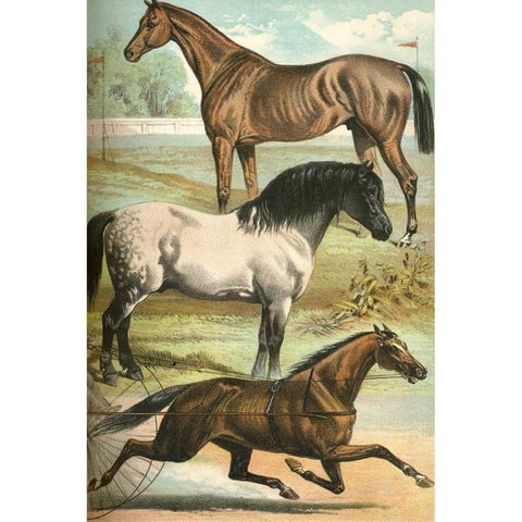 Johnsons Horse Breeds I Gold Ornate Wood Framed Art Print with Double Matting by Johnson, Henry J.
