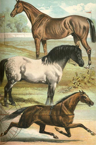 Johnsons Horse Breeds I White Modern Wood Framed Art Print with Double Matting by Johnson, Henry J.