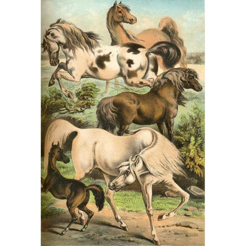 Johnsons Horse Breeds II White Modern Wood Framed Art Print by Johnson, Henry J.