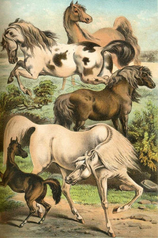 Johnsons Horse Breeds II White Modern Wood Framed Art Print with Double Matting by Johnson, Henry J.