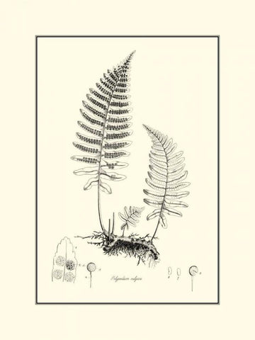 BandW Fern II Black Ornate Wood Framed Art Print with Double Matting by Curtis