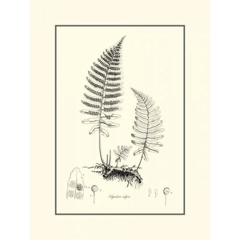 BandW Fern II Black Modern Wood Framed Art Print with Double Matting by Curtis