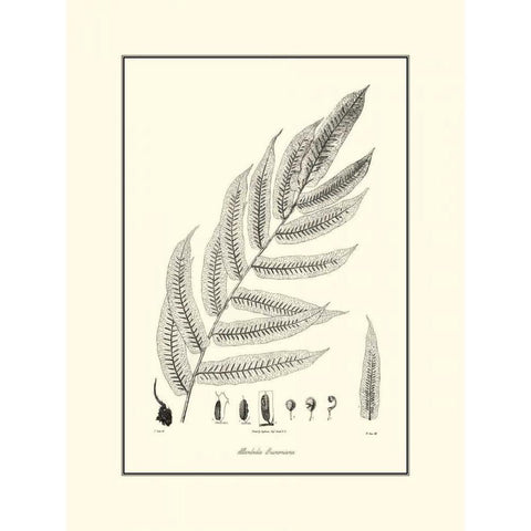 BandW Fern III Black Modern Wood Framed Art Print with Double Matting by Curtis