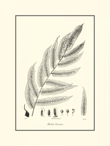 BandW Fern III White Modern Wood Framed Art Print with Double Matting by Curtis