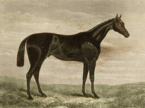 Pretender Black Ornate Wood Framed Art Print with Double Matting by unknown