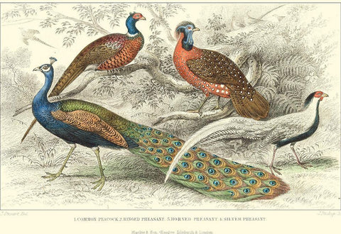 Peacock and Pheasants Black Ornate Wood Framed Art Print with Double Matting by Stewart, J.