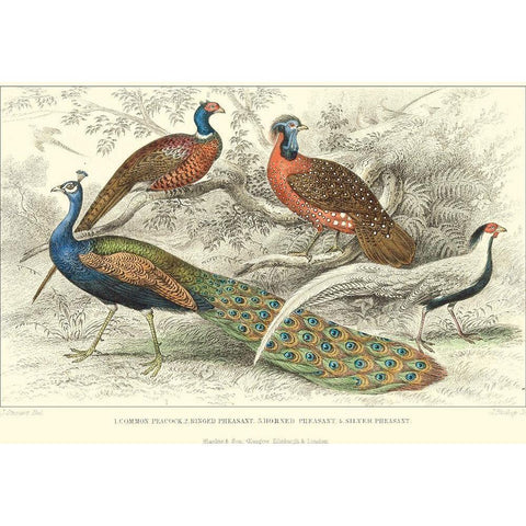 Peacock and Pheasants Black Modern Wood Framed Art Print with Double Matting by Stewart, J.