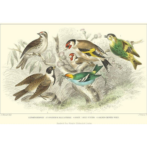 Goldfinch, Buntings and Wrens White Modern Wood Framed Art Print by Stewart, J.