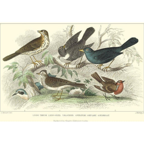 Skylark, Songthrush and Redbreast Gold Ornate Wood Framed Art Print with Double Matting by Stewart, J.