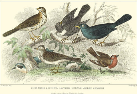 Skylark, Songthrush and Redbreast White Modern Wood Framed Art Print with Double Matting by Stewart, J.