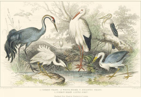 Herons, Egrets and Cranes Black Ornate Wood Framed Art Print with Double Matting by Stewart, J.